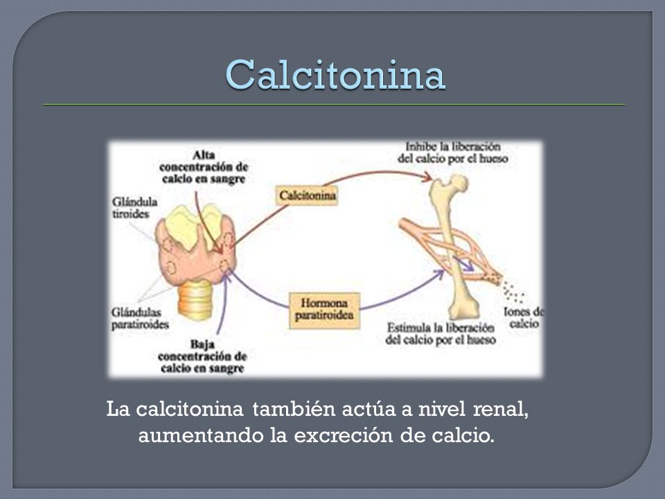 Calcitonina La calcitonina también actúa a nivel renal, aumentando la excreción de calcio.