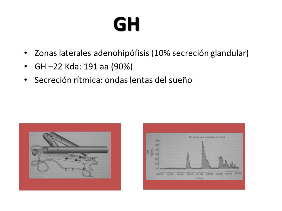 GH Zonas laterales adenohipófisis (10% secreción glandular)
