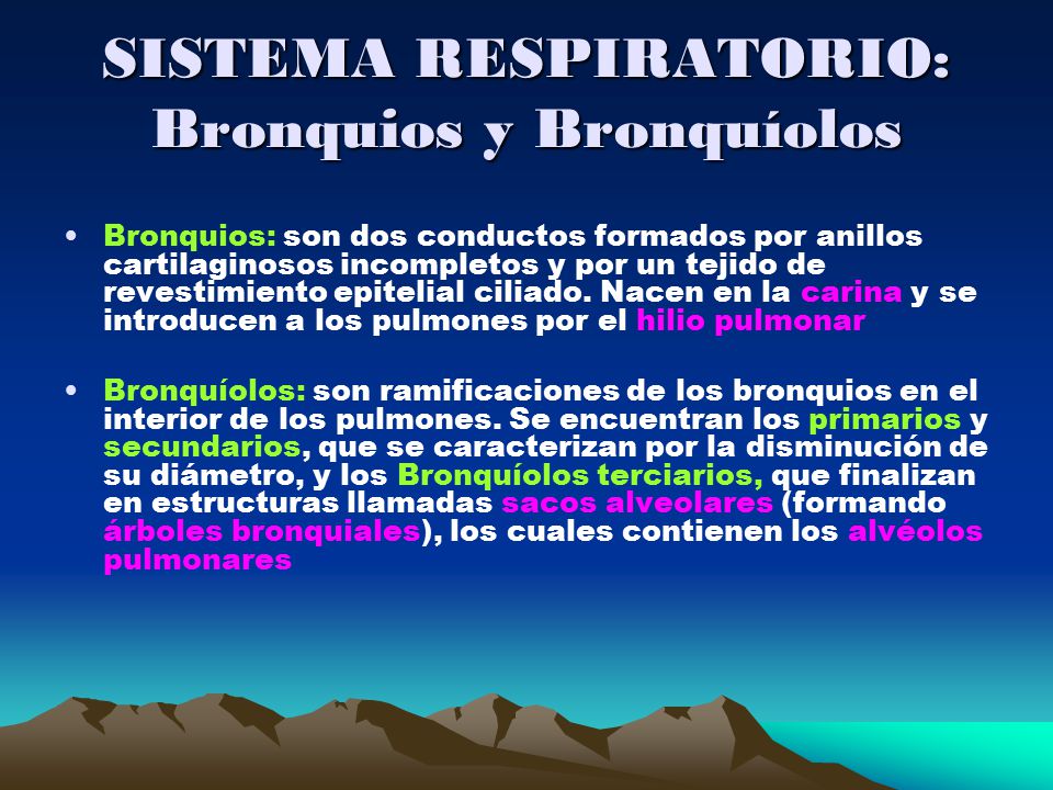 SISTEMA RESPIRATORIO: Bronquios y Bronquíolos