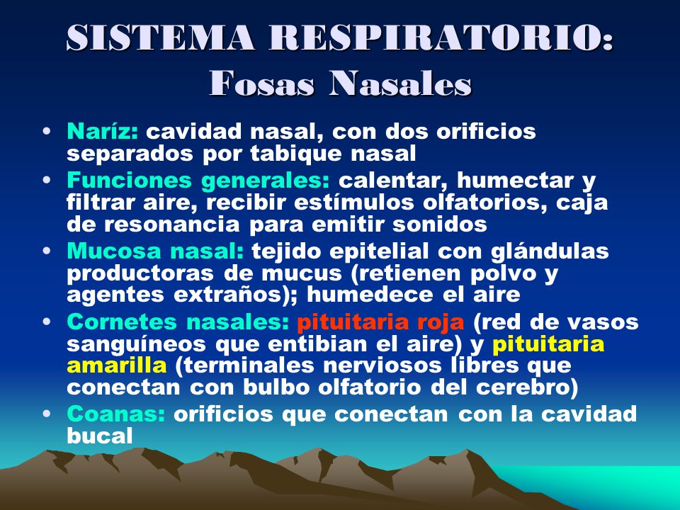 SISTEMA RESPIRATORIO: Fosas Nasales