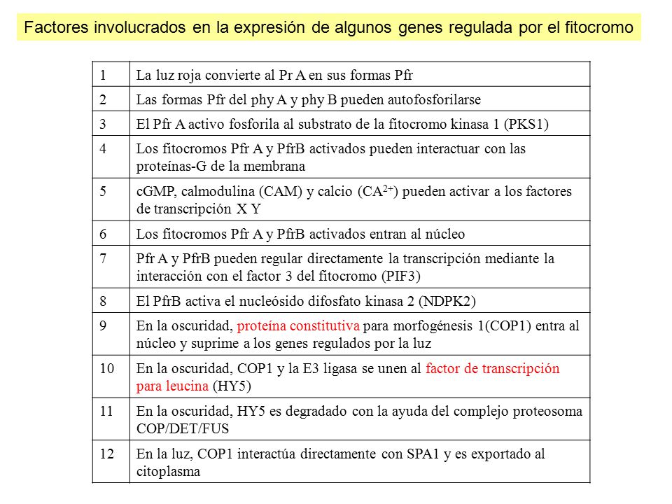 Factores involucrados en la expresión de algunos genes regulada por el fitocromo