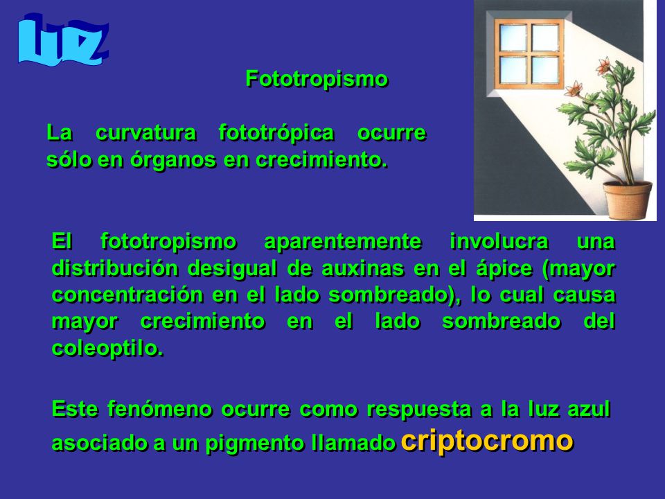 Luz Fototropismo. La curvatura fototrópica ocurre sólo en órganos en crecimiento.