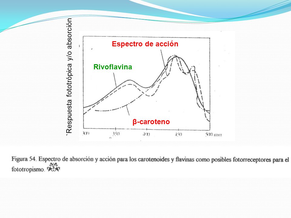 β-caroteno Rivoflavina Espectro de acción `Respuesta fototrópica y/o absorción