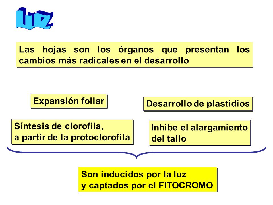 Luz Las hojas son los órganos que presentan los cambios más radicales en el desarrollo. Expansión foliar.