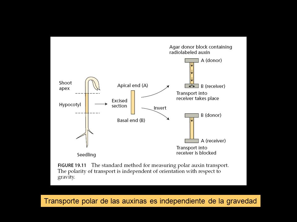 Transporte polar de las auxinas es independiente de la gravedad