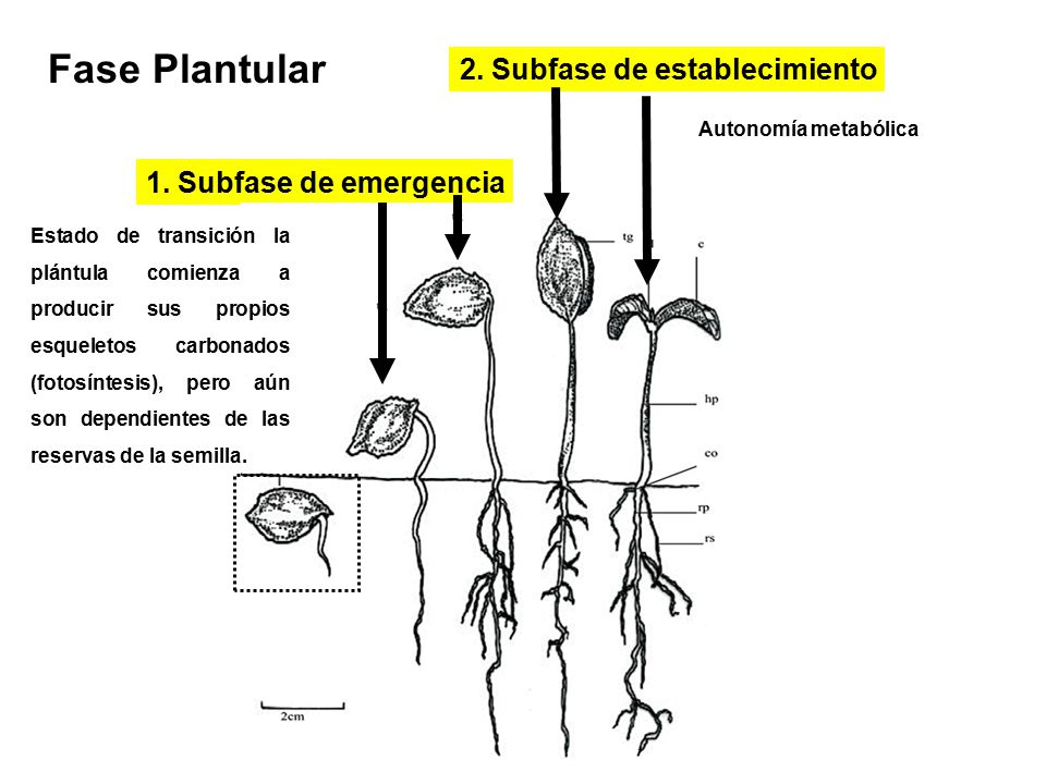 Fase Plantular 2. Subfase de establecimiento 1. Subfase de emergencia