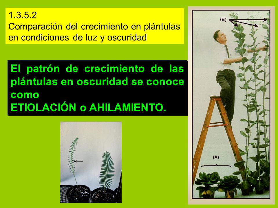 El patrón de crecimiento de las plántulas en oscuridad se conoce como
