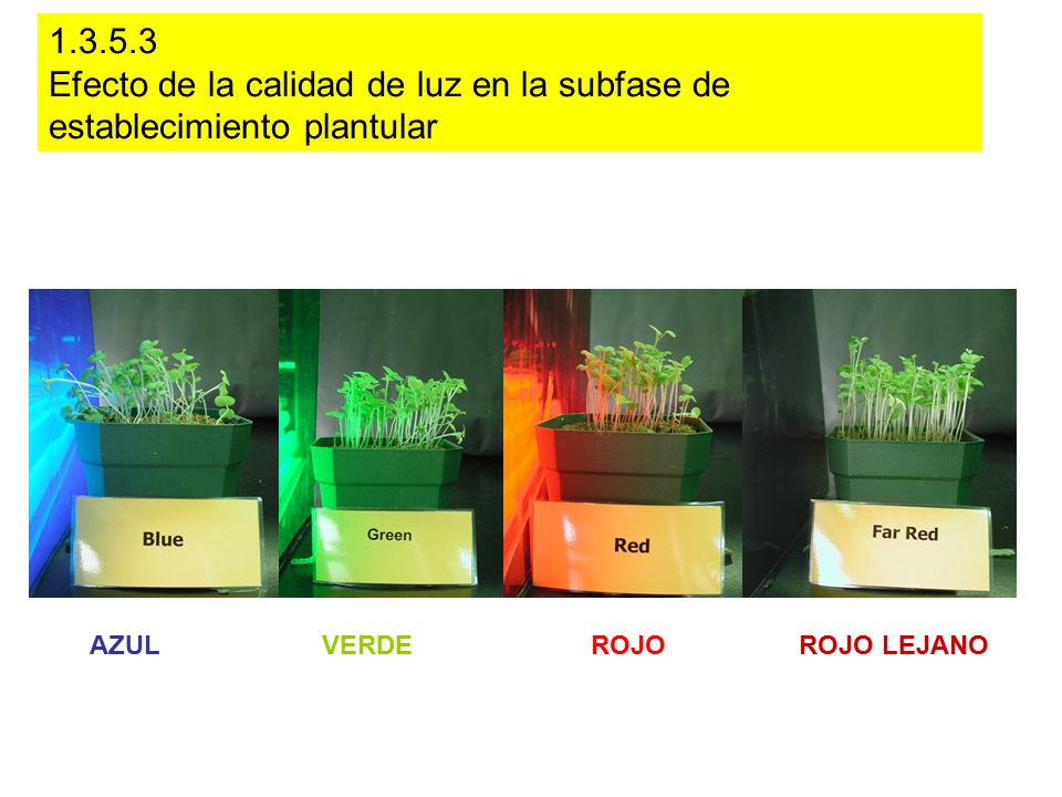 Efecto de la calidad de luz en la subfase de establecimiento plantular