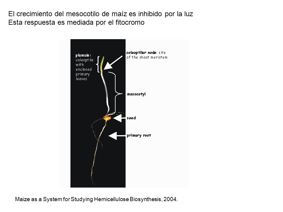 El crecimiento del mesocotilo de maíz es inhibido por la luz