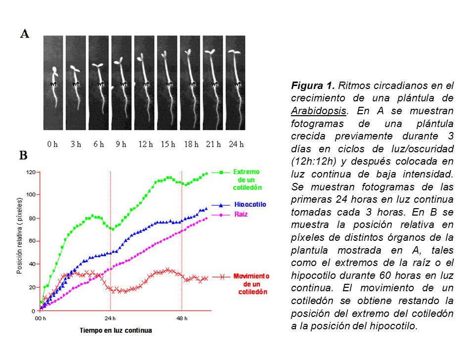 Figura 1. Ritmos circadianos en el crecimiento de una plántula de Arabidopsis.