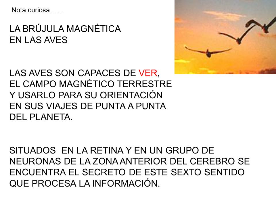 LAS AVES SON CAPACES DE VER, EL CAMPO MAGNÉTICO TERRESTRE