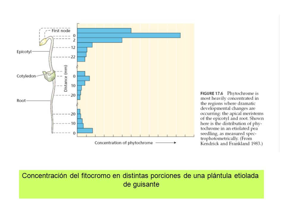 Concentración del fitocromo en distintas porciones de una plántula etiolada