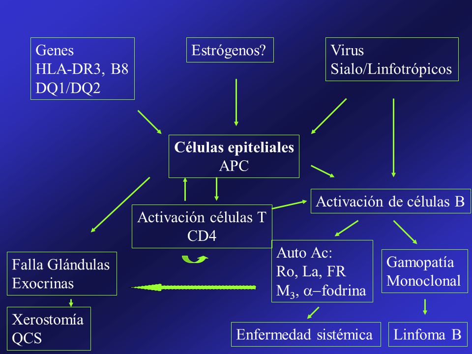 Genes HLA-DR3, B8. DQ1/DQ2. Estrógenos Virus. Sialo/Linfotrópicos. Células epiteliales. APC.