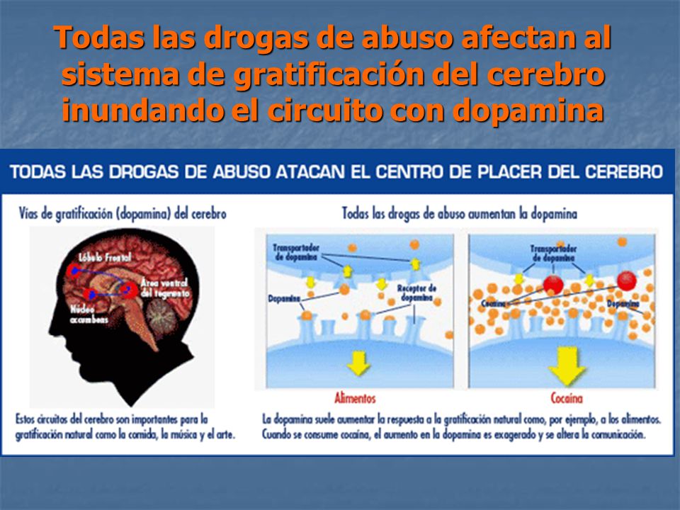 Todas las drogas de abuso afectan al sistema de gratificación del cerebro inundando el circuito con dopamina