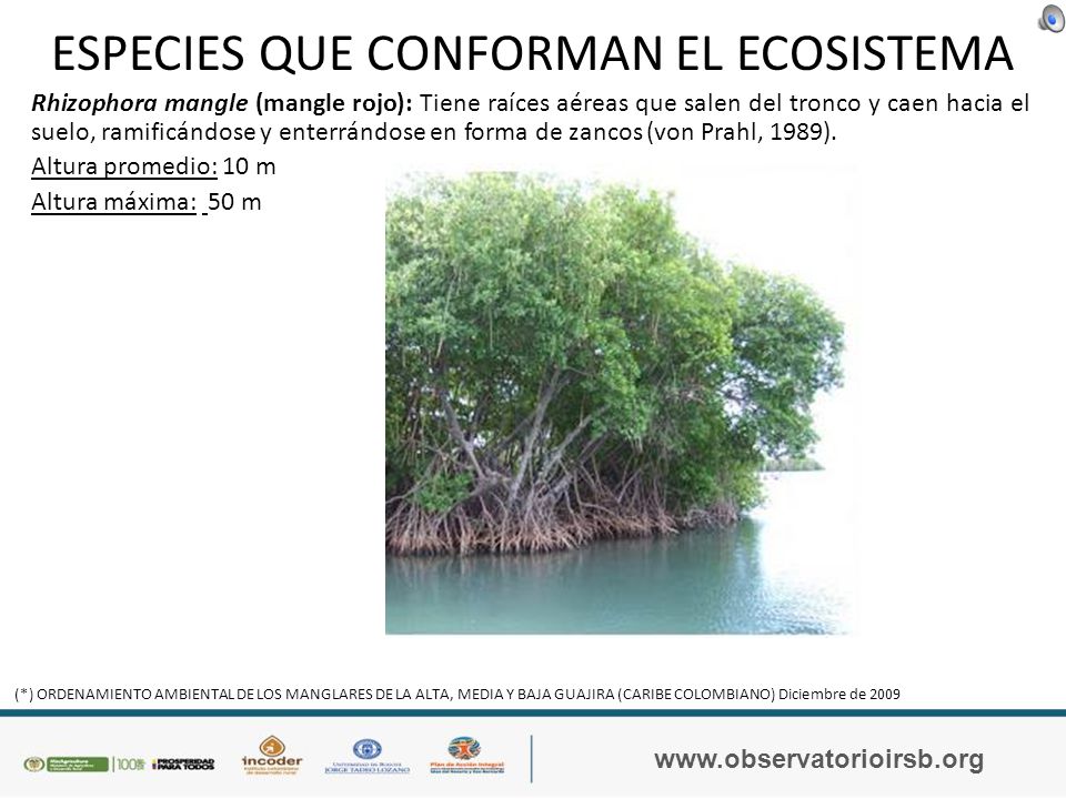 ESPECIES QUE CONFORMAN EL ECOSISTEMA