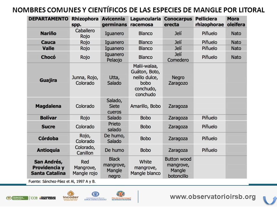 NOMBRES COMUNES Y CIENTÍFICOS DE LAS ESPECIES DE MANGLE POR LITORAL