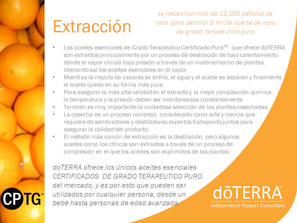 Extracción se necesitan más de 12,000 pétalos de rosa para destilar 5 ml de aceite de rosa de grado terapéutico puro.
