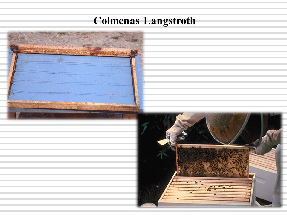Colmenas Langstroth