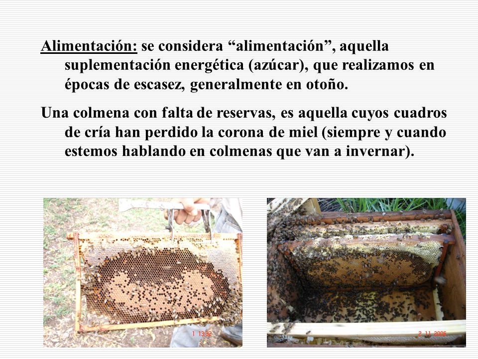 Alimentación: se considera alimentación , aquella suplementación energética (azúcar), que realizamos en épocas de escasez, generalmente en otoño.