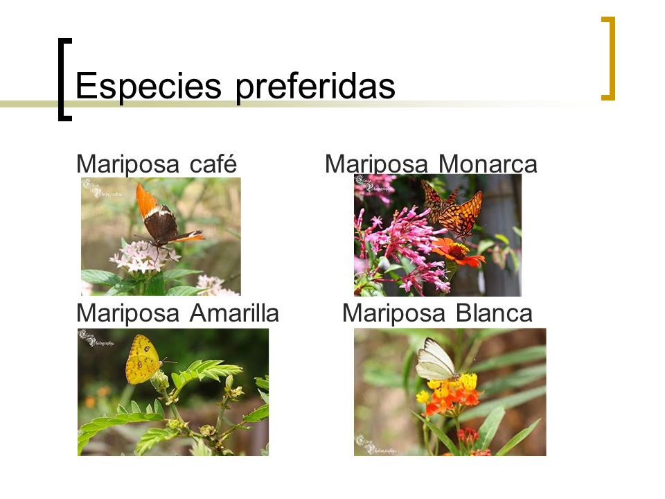 Especies preferidas Mariposa café Mariposa Monarca Mariposa Amarilla Mariposa Blanca