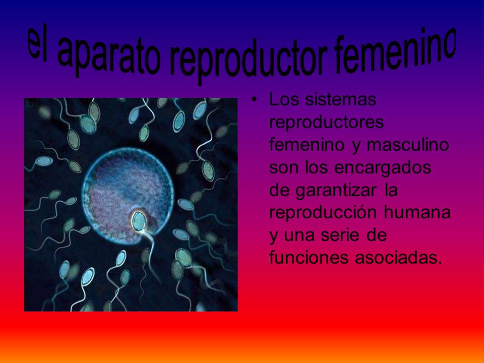 el aparato reproductor femenino