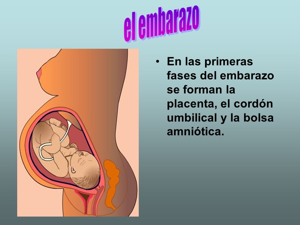 el embarazo En las primeras fases del embarazo se forman la placenta, el cordón umbilical y la bolsa amniótica.