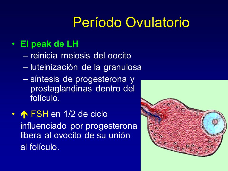 Período Ovulatorio El peak de LH reinicia meiosis del oocito