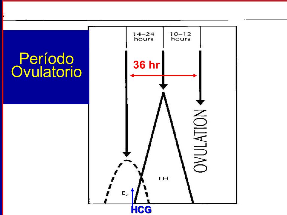 36 hr HCG Período Ovulatorio Regulación del periodo menstrual