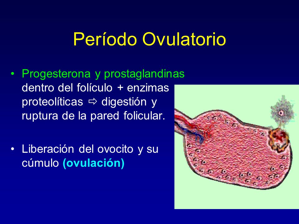 Período Ovulatorio Progesterona y prostaglandinas dentro del folículo + enzimas proteolíticas  digestión y ruptura de la pared folicular.