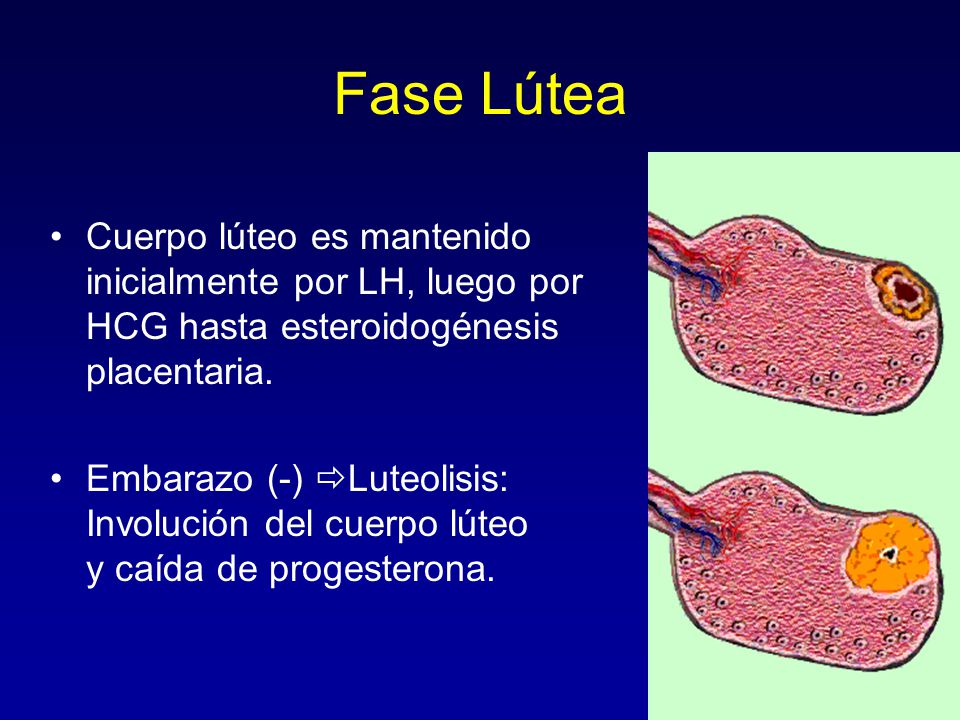 Fase Lútea Cuerpo lúteo es mantenido inicialmente por LH, luego por HCG hasta esteroidogénesis placentaria.