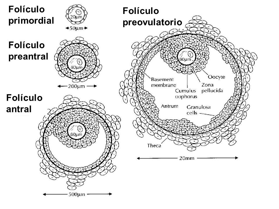Folículo primordial Folículo preovulatorio Folículo preantral Folículo antral