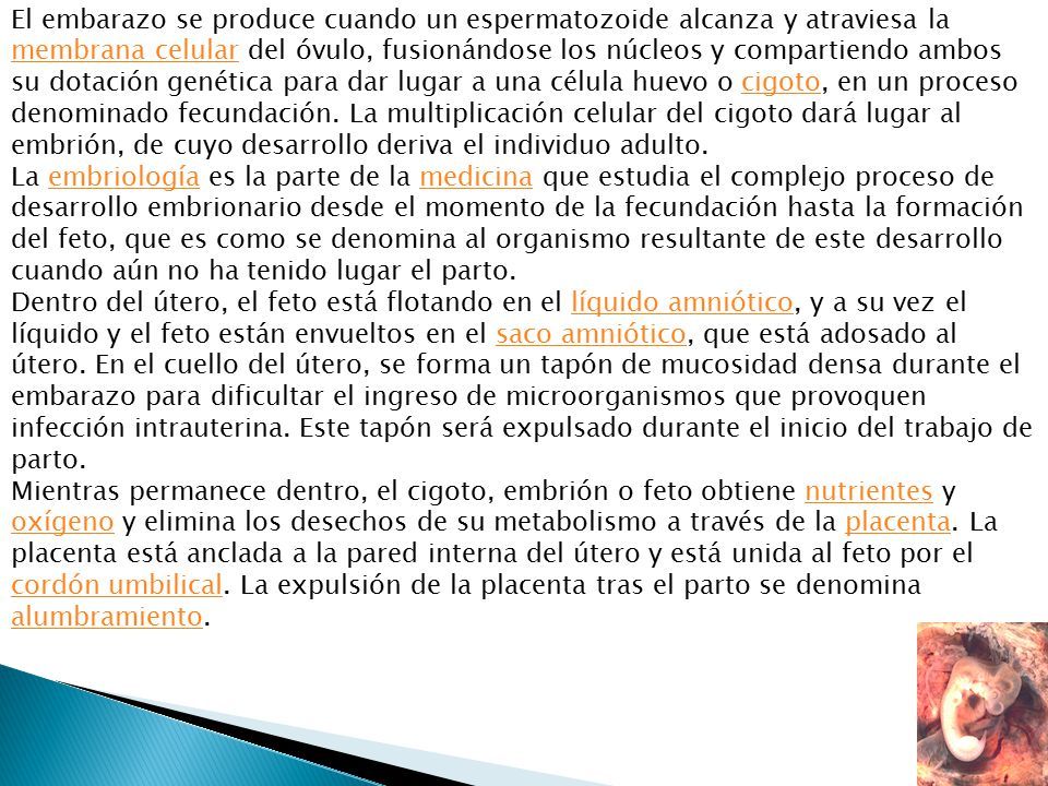El embarazo se produce cuando un espermatozoide alcanza y atraviesa la membrana celular del óvulo, fusionándose los núcleos y compartiendo ambos su dotación genética para dar lugar a una célula huevo o cigoto, en un proceso denominado fecundación. La multiplicación celular del cigoto dará lugar al embrión, de cuyo desarrollo deriva el individuo adulto.