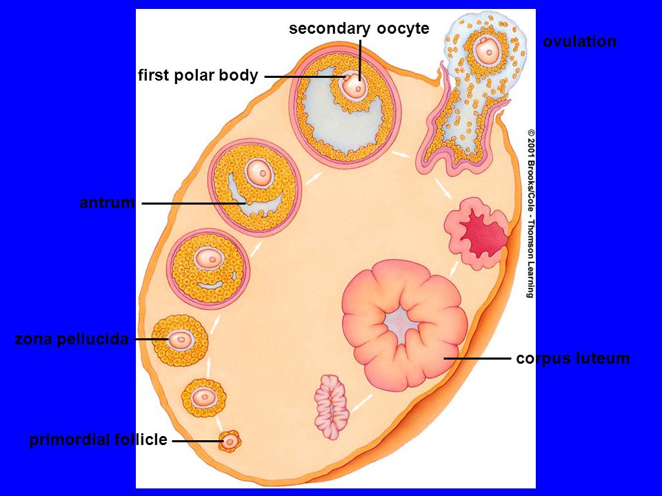 secondary oocyte ovulation first polar body antrum zona pellucida corpus luteum primordial follicle