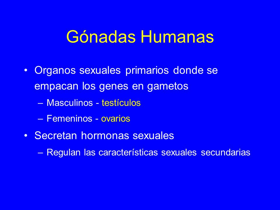 Gónadas Humanas Organos sexuales primarios donde se empacan los genes en gametos. Masculinos - testículos.