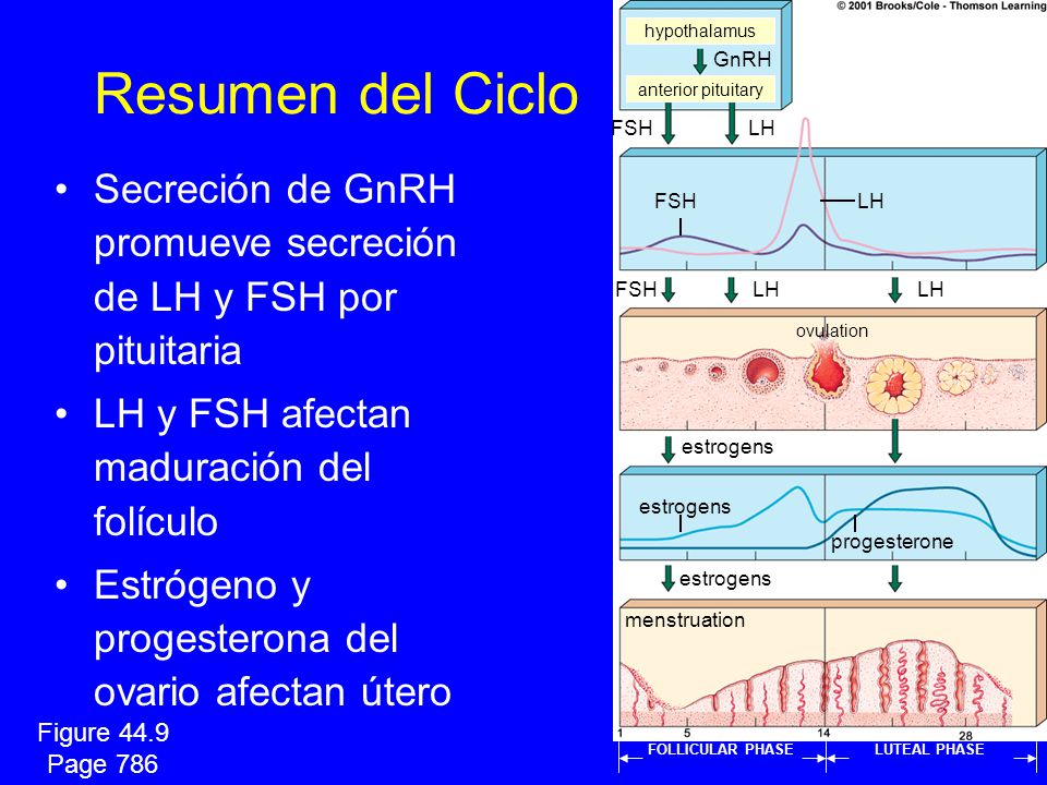hypothalamus Resumen del Ciclo. GnRH. anterior pituitary. FSH. LH. Secreción de GnRH promueve secreción de LH y FSH por pituitaria.