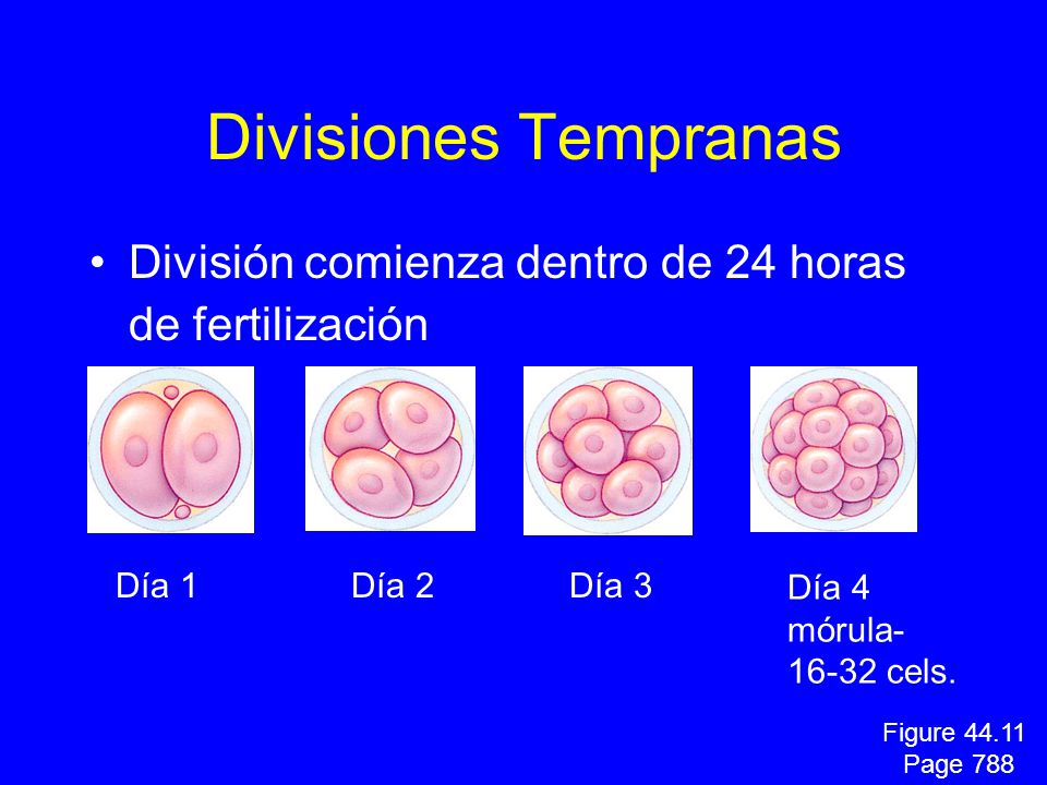 Divisiones Tempranas División comienza dentro de 24 horas de fertilización. Día 1. Día 2. Día 3.