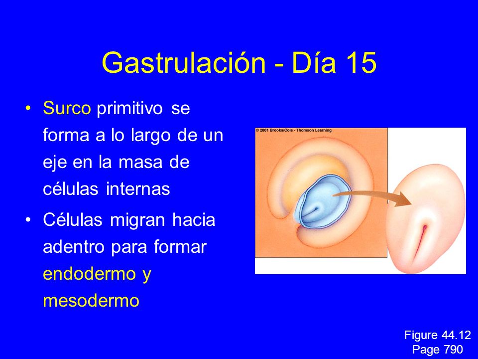 Gastrulación - Día 15 Surco primitivo se forma a lo largo de un eje en la masa de células internas.