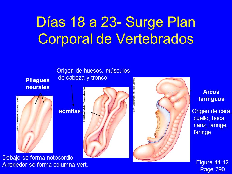 Días 18 a 23- Surge Plan Corporal de Vertebrados