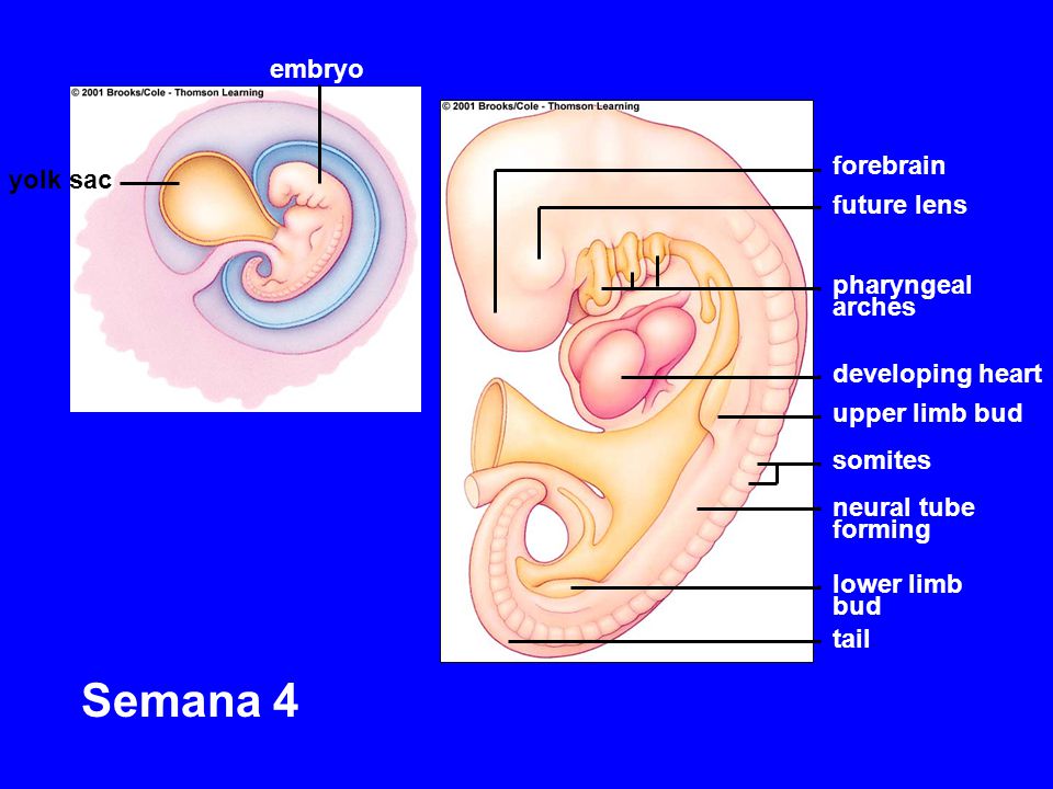 Semana 4 embryo forebrain yolk sac future lens pharyngeal arches