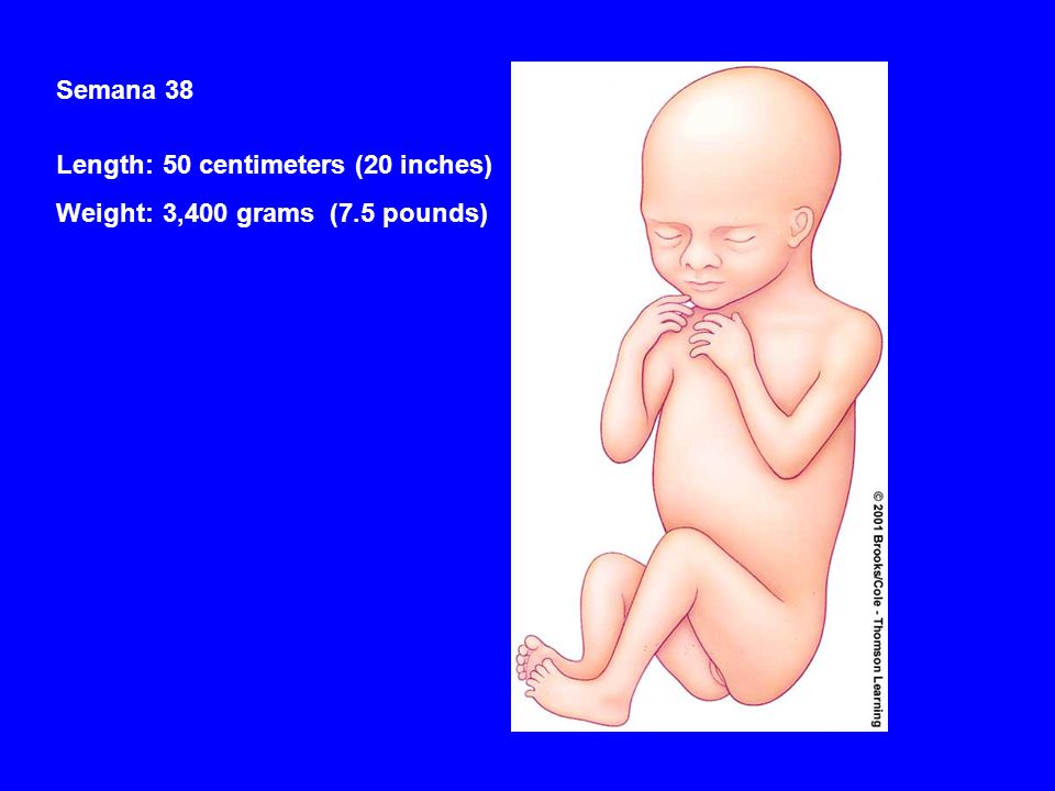 Semana 38 Length: 50 centimeters (20 inches) Weight: 3,400 grams (7.5 pounds)