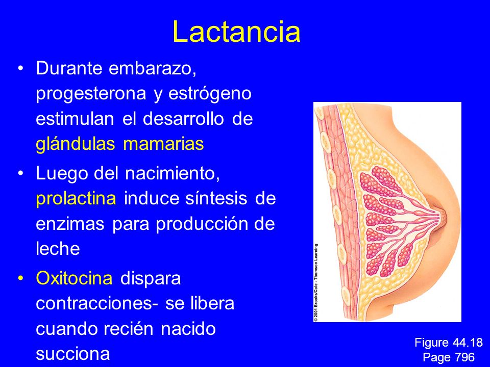 Lactancia Durante embarazo, progesterona y estrógeno estimulan el desarrollo de glándulas mamarias.
