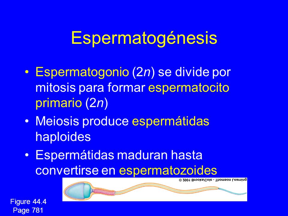 Espermatogénesis Espermatogonio (2n) se divide por mitosis para formar espermatocito primario (2n) Meiosis produce espermátidas haploides.