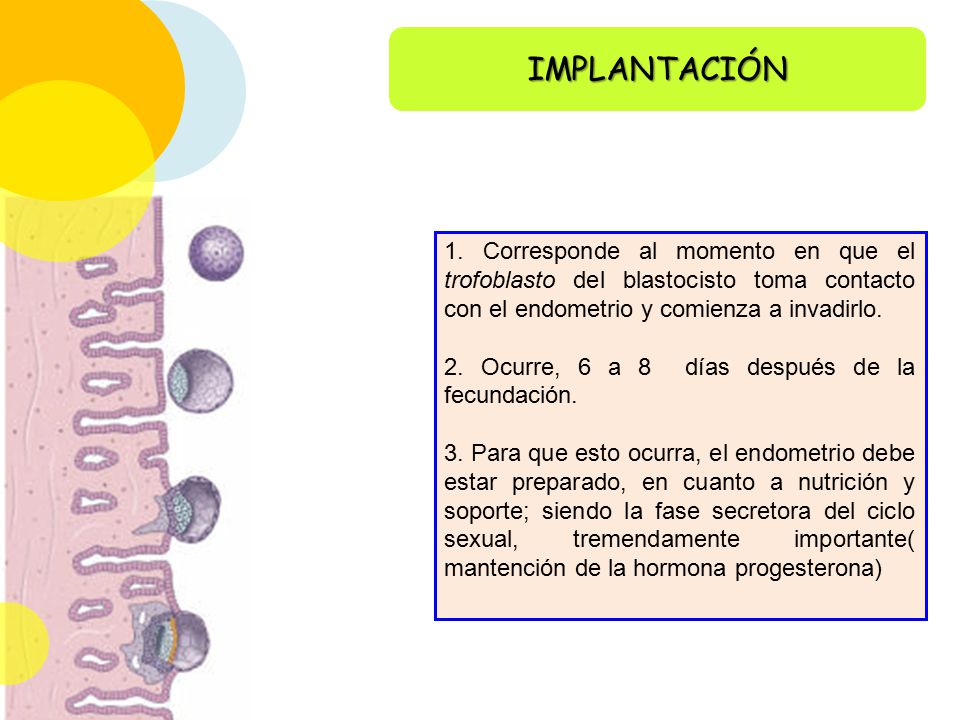 IMPLANTACIÓN 1. Corresponde al momento en que el trofoblasto del blastocisto toma contacto con el endometrio y comienza a invadirlo.