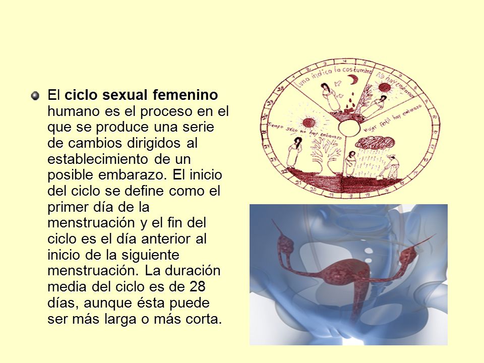 El ciclo sexual femenino humano es el proceso en el que se produce una serie de cambios dirigidos al establecimiento de un posible embarazo.