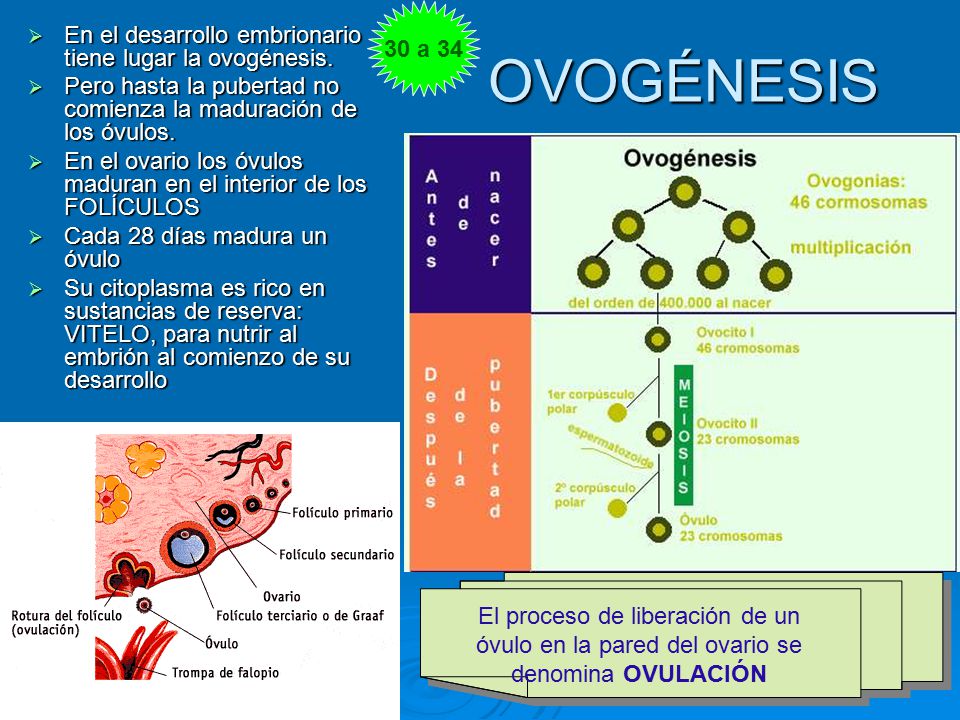 30 a 34 En el desarrollo embrionario tiene lugar la ovogénesis. Pero hasta la pubertad no comienza la maduración de los óvulos.