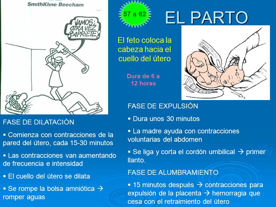 El feto coloca la cabeza hacia el cuello del útero