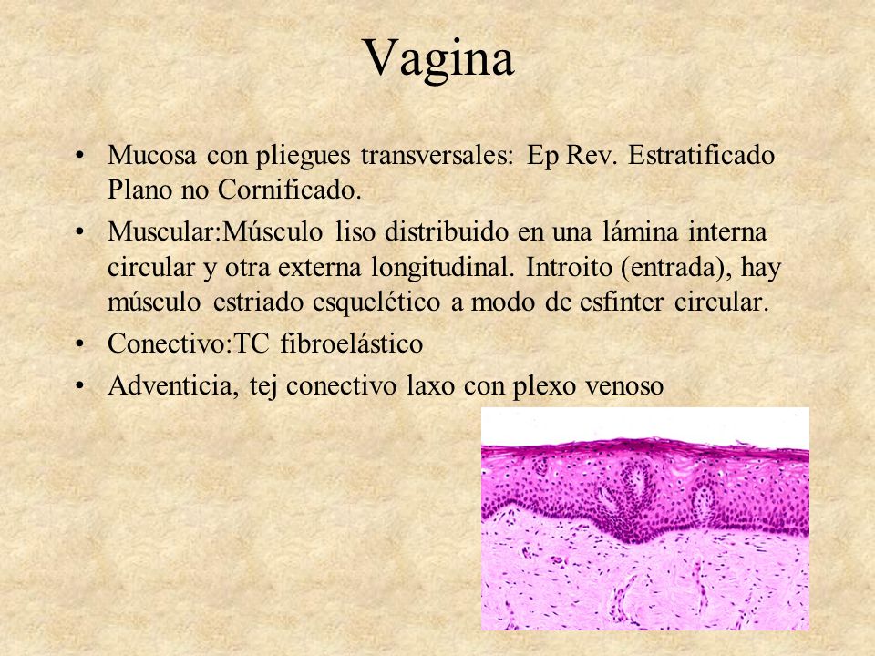 Vagina Mucosa con pliegues transversales: Ep Rev. Estratificado Plano no Cornificado.