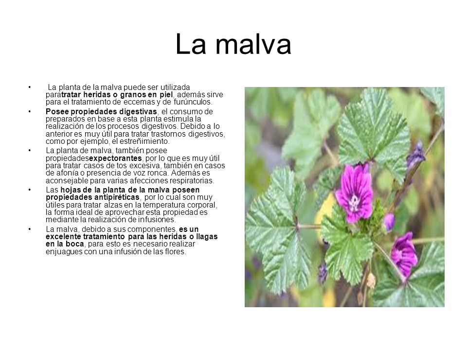 Propiedades Malva Para Adelgazar Que Comer Y Que No En Dieta Cetosisgenica