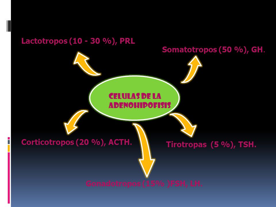 Lactotropos ( %), PRL Somatotropos (50 %), GH. CELULAS DE LA ADENOHIPOFISIS. Corticotropos (20 %), ACTH.