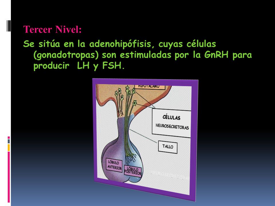 Tercer Nivel: Se sitúa en la adenohipófisis, cuyas células (gonadotropas) son estimuladas por la GnRH para producir LH y FSH.